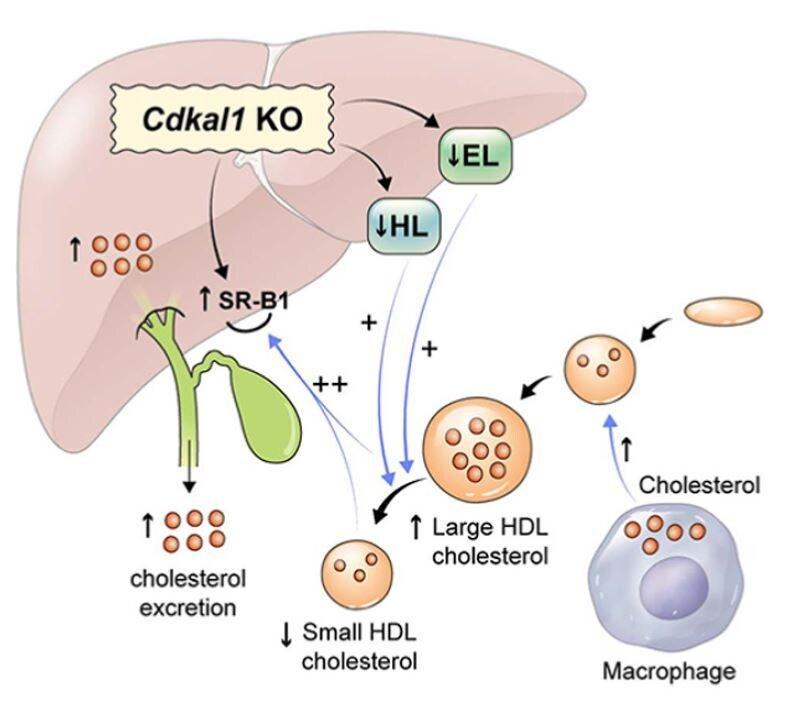  Cdkal1 제거 마우스에서 콜레스테롤 배출 촉진 과정.&#40;세브란스 병원 제공&#41;/뉴스1