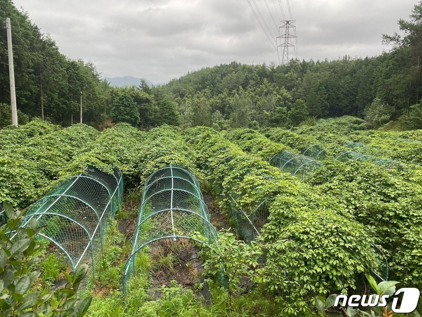 전남 장흥군 내 멀꿀나무 재배지 전경./뉴스1