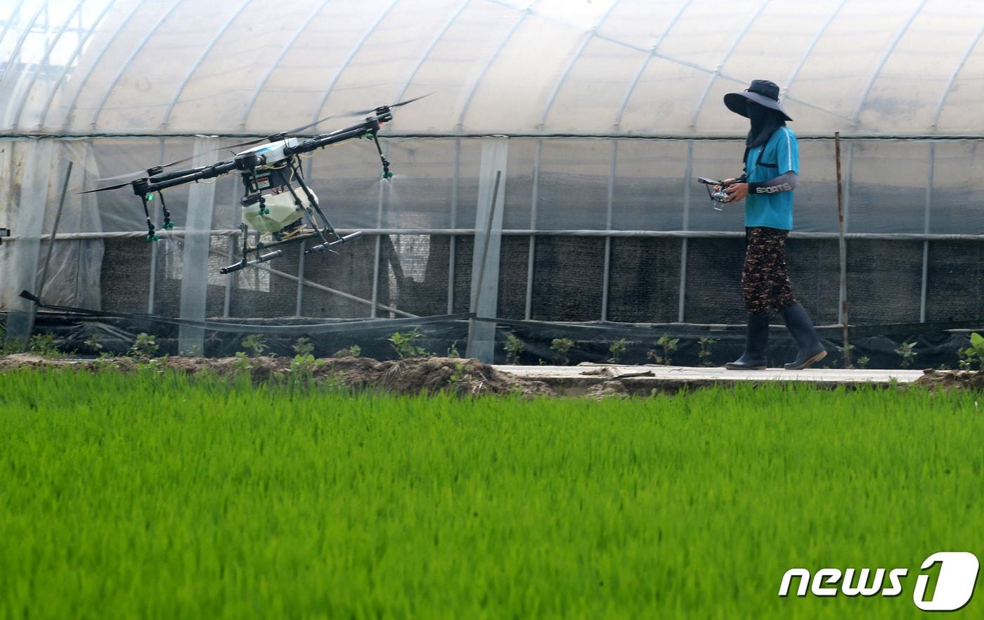  충남 청양군 청남면에서 농민이 드론을 이용해 농약을 뿌리고 있다. &#40;사진과 기사는 관계없음&#41; ⓒ News1 김기태 기자