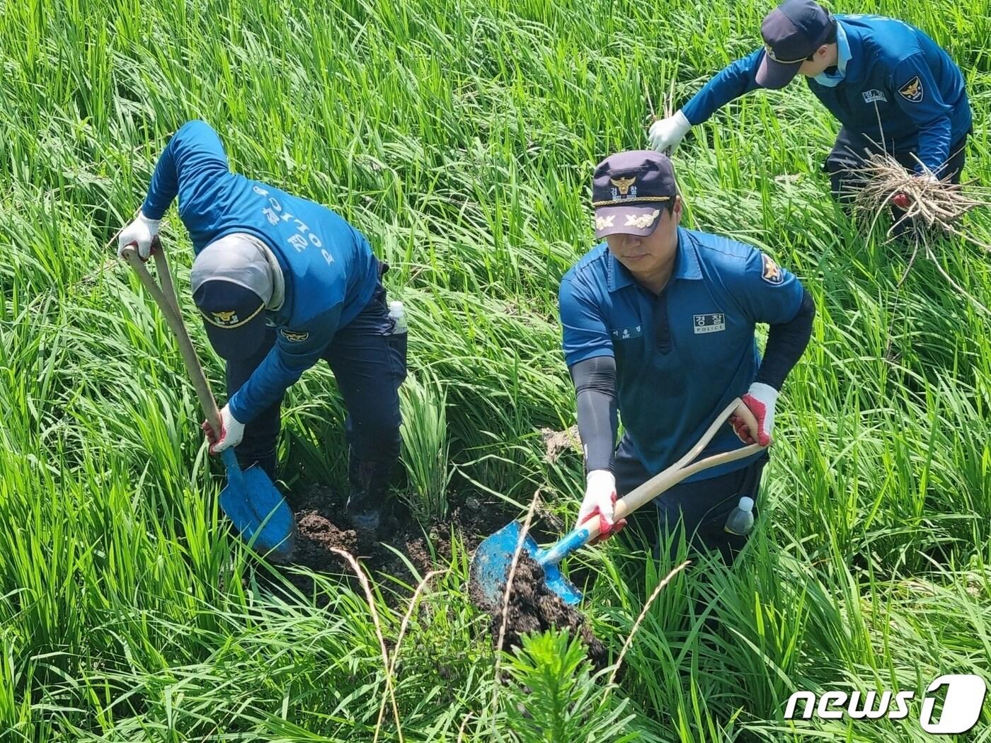 강원경찰청은 21일 호우피해를 입은 원주 부론면 일대 벼‧찰옥수수 재배지에서 복구작업을 펼쳤다.&#40;강원경찰청 제공&#41; 2023.7.21/뉴스1