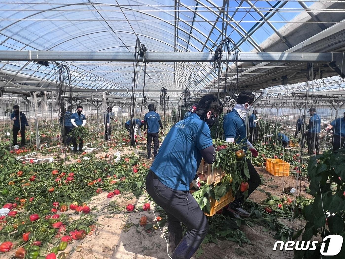 경남경찰청 기동대원들이 21일 폭우로 수해를 입은 경북 봉화군 파프리카 농가에서 수해 복구작업을 하고 있다.&#40;경남경찰청 제공&#41;