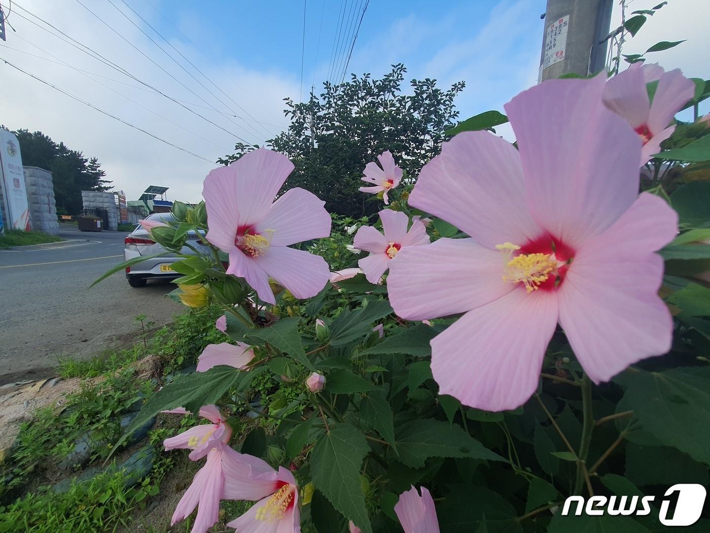 경북 포항시 남구 해병대 1사단 앞 화단에 무궁화 꽃이 활짝 폈다.2023.7.22/뉴스1 ⓒ News1 최창호 기자