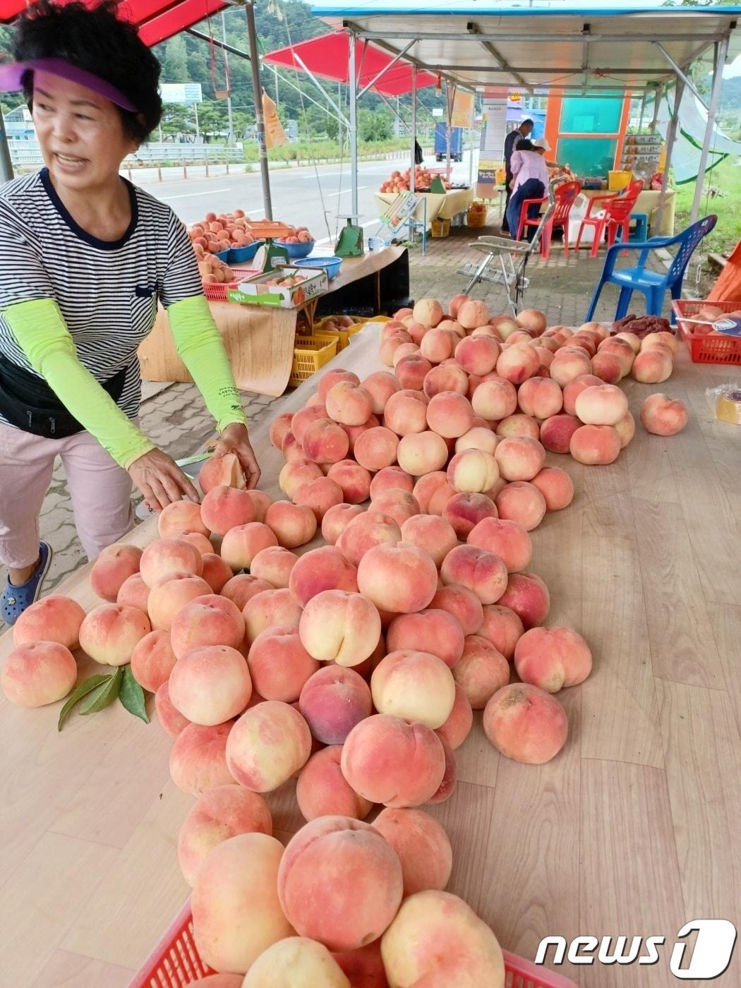 전남 화순군 화순읍 도웅리 국지도55호선 도로변에 자리잡은 복숭아 직거래 판매장. ⓒ News1 박영래 기자