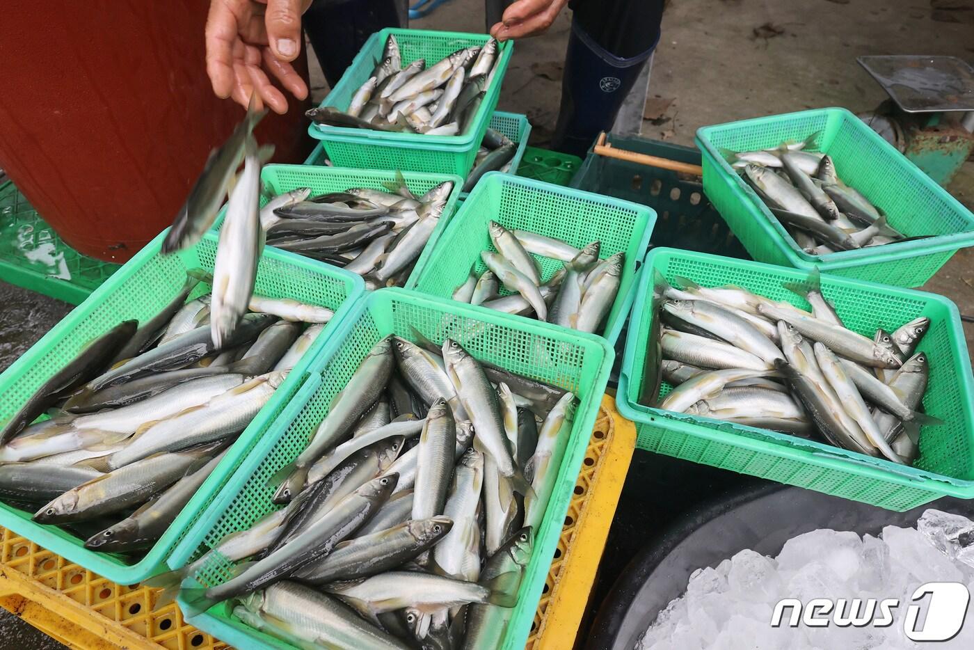 지난 26일 경북 봉화군의 한 은어 양식장에서 주문 들어온 은어를 택배로 발송하기 전 선별하고 있다. 역대급 수해로 오는 29일부터 8월6일까지 열릴 예정이었던 제25회 봉화은어축제가 취소된 가운데 봉화군과 양식업자들은 양식 은어 약 36만 마리 처분에 고심하고 있다. 2023.7.27/뉴스1 ⓒ News1 공정식 기자