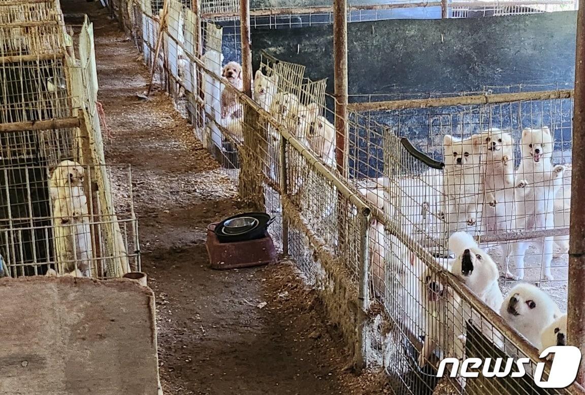  보령시 주산면 창암리 한 불법 개 번식장에서 발견된 반려견들 모습.&#40;독자 제공&#41;/뉴스1