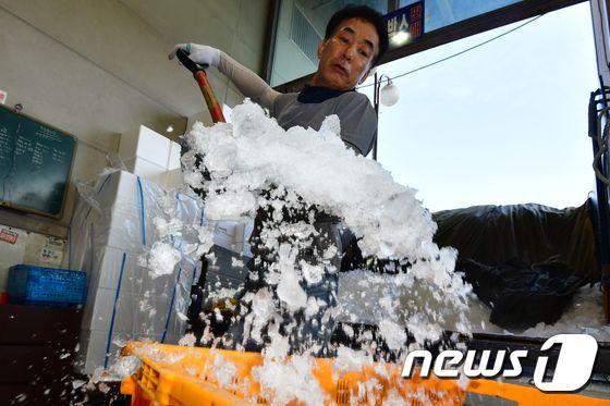 31일 오전 경북 포항시 북구 죽도어시장에서 상인이 얼음을 판매하기 위해 바구니에 옮겨 담고 있다. 2023.7.31/뉴스1 ⓒ News1 최창호 기자