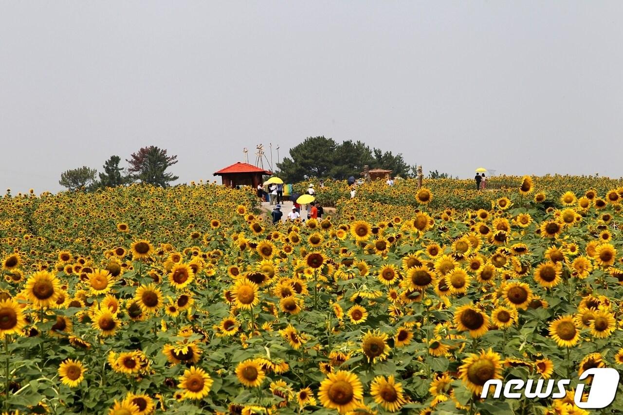 지난 2019년 강주해바라기 축제 현장.&#40;함안군 제공&#41;