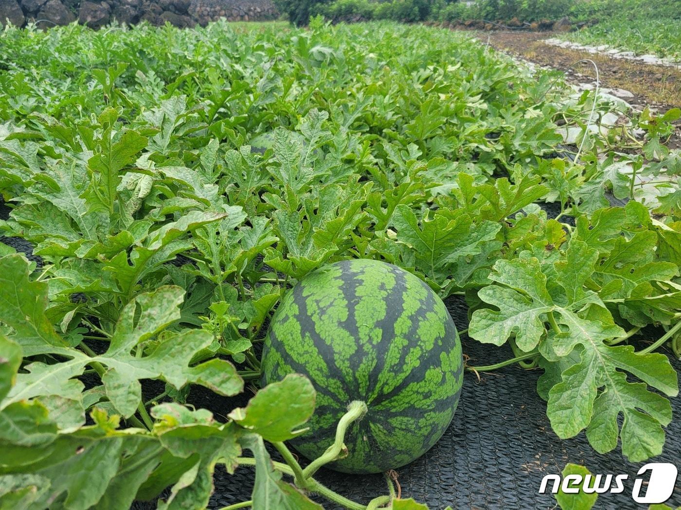 신엄리 노지수박&#40;제주도 제공&#41;