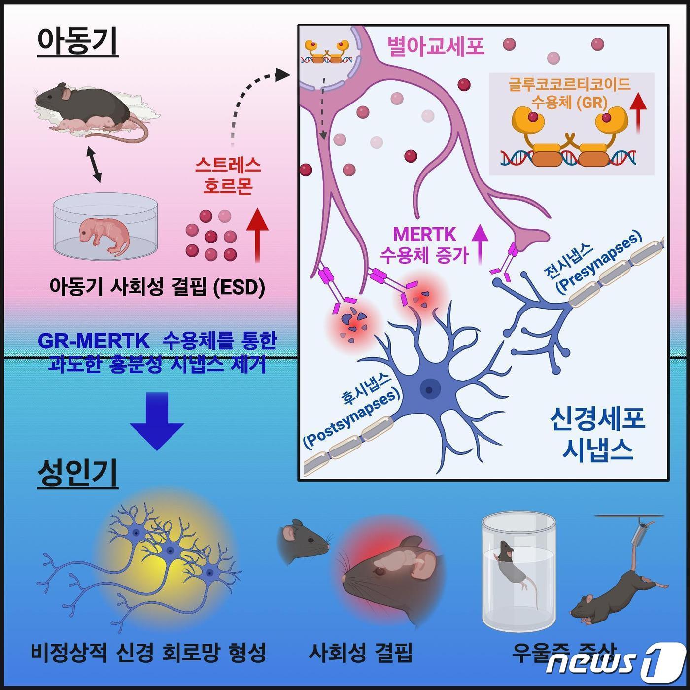 면역 관련 최고 국제 학술지 ‘이뮤니티&#40;IMMUNITY&#41;’에 실린 연구 모식도.&#40;KAIST 제공&#41;/뉴스1