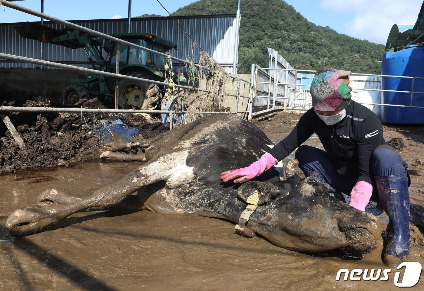 지난 8월 제6호 태풍 &#39;카눈&#39;이 할퀴고 지나간 뒤 대구 군위군 효령면 병수리 한 낙농가에서 목장 여주인 양유정씨가 홀로 송아지를 출산한 뒤 탈진한 어미 소를 어루만지고 있다. /뉴스1 ⓒ News1 공정식 기자