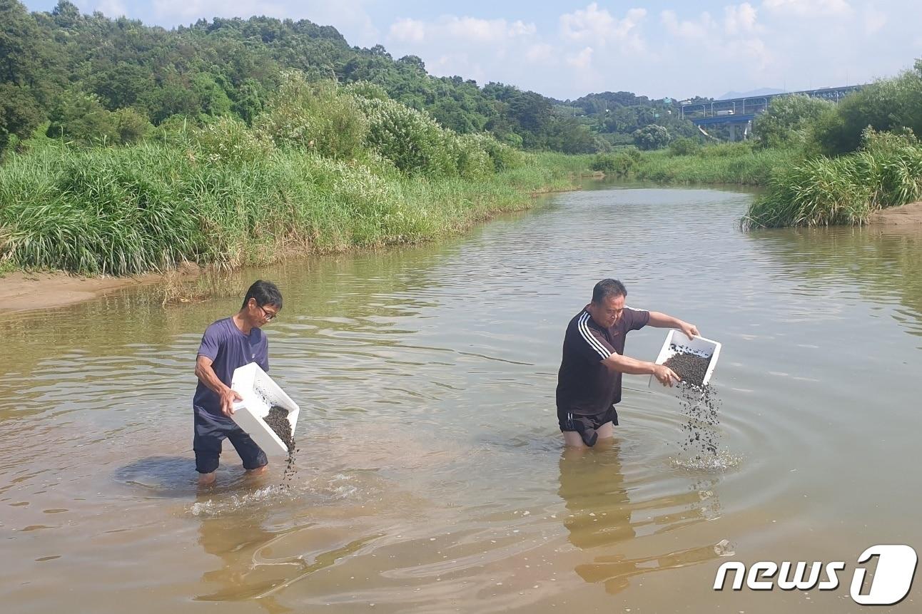  25일 충북 충주시는 다슬기 89만 패를 남한강과 단월강에 방류했다고 밝혔다. 사진은 방류 모습.&#40;충주시 제공&#41;2023.8.25/뉴스1