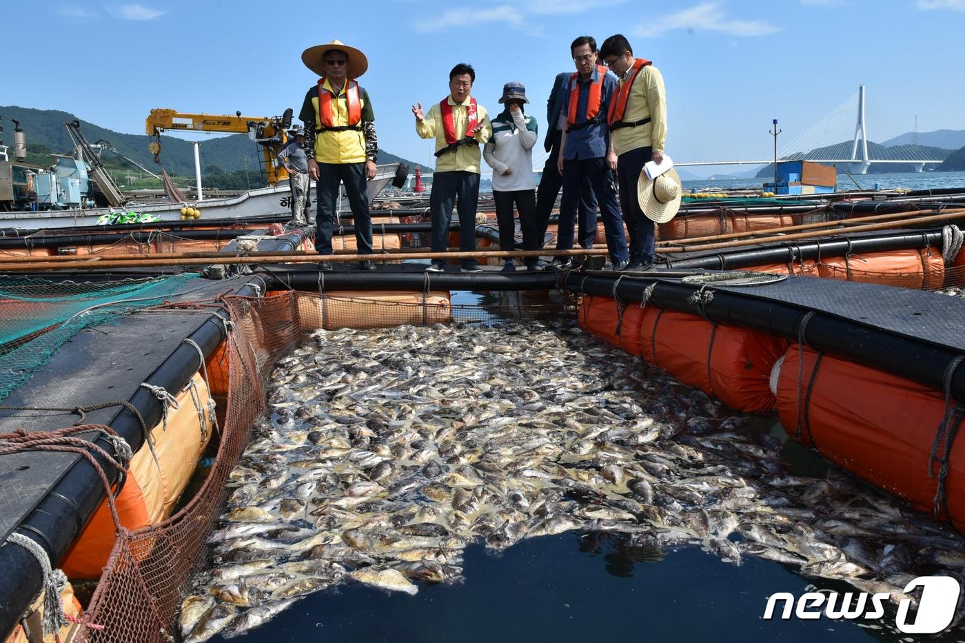 지난해 전남 여수 돌산의 한 가두리 양식장에서 한대성 어종인 우럭이 집단폐사해 있는 모습. 뉴스1 DB