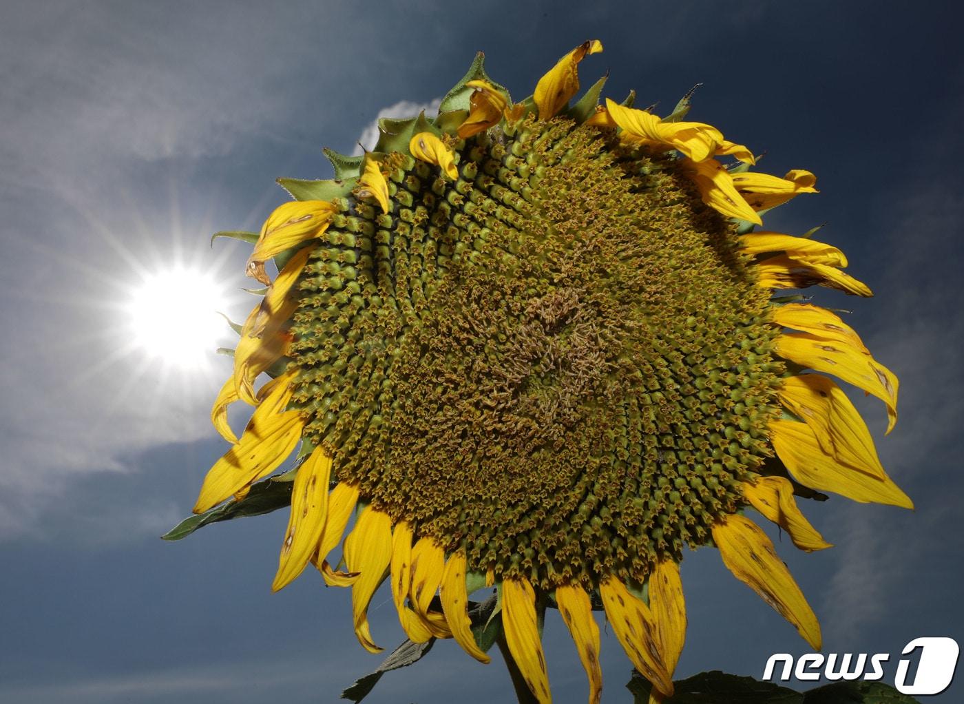 전국이 35도 안팎까지 오르면서 무더운 날씨를 보인 3일 오후 경기 안성시의 한 해바라기 밭에 심어진 해바라기들이 뜨거운 햇살을 이겨내지 못하고 고개를 숙이고 있다. 2023.8.3/뉴스1 ⓒ News1 김영운 기자