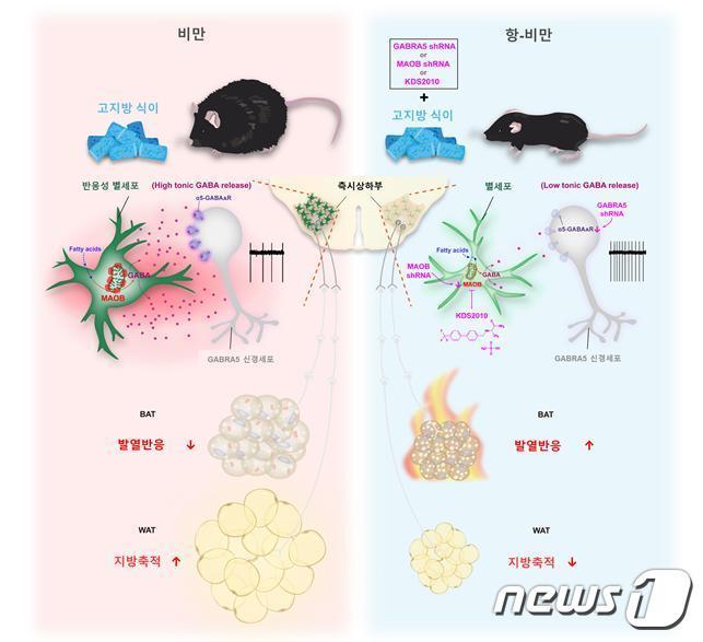 뇌 속 별세포의 지방 대사 조절 모식도.&#40;IBS 제공&#41;/뉴스1