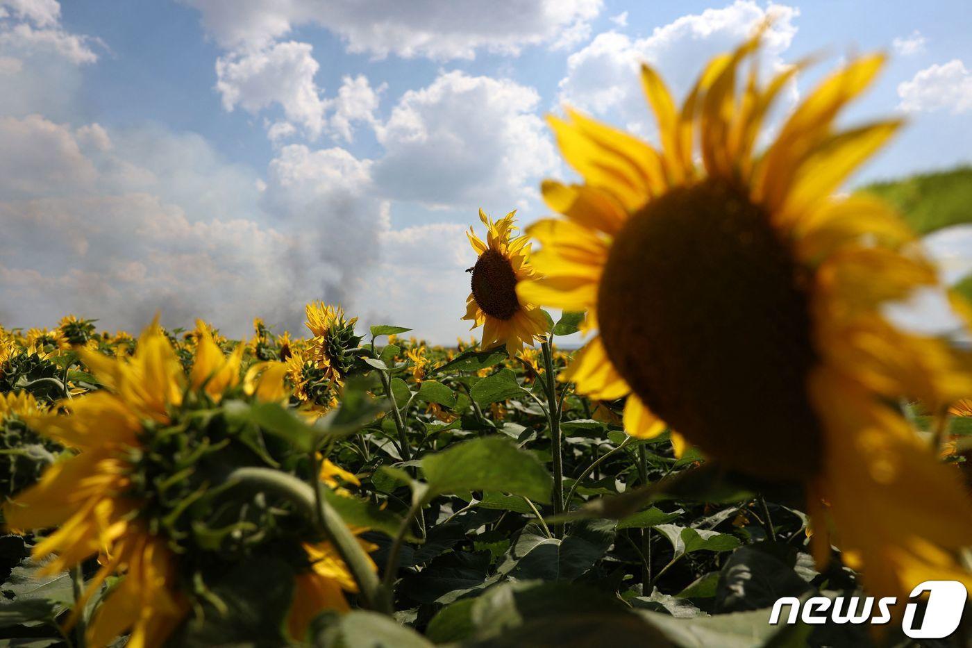 우크라이나 도네츠크주&#40;州&#41; 드루즈키우카 마을 인근의 해바라기 밭. 2023.08.04/뉴스1 ⓒ AFP=뉴스1 ⓒ News1 김민수 기자