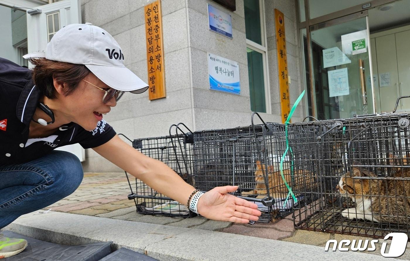 윤혜영 연수구의원이 10일 인천 옹진군 승봉도에서 진행된 인천시수의사회 봉사활동에 참여해 중성화 수술을 앞둔 길고양이를 보고 있다. ⓒ 뉴스1 최서윤 기자