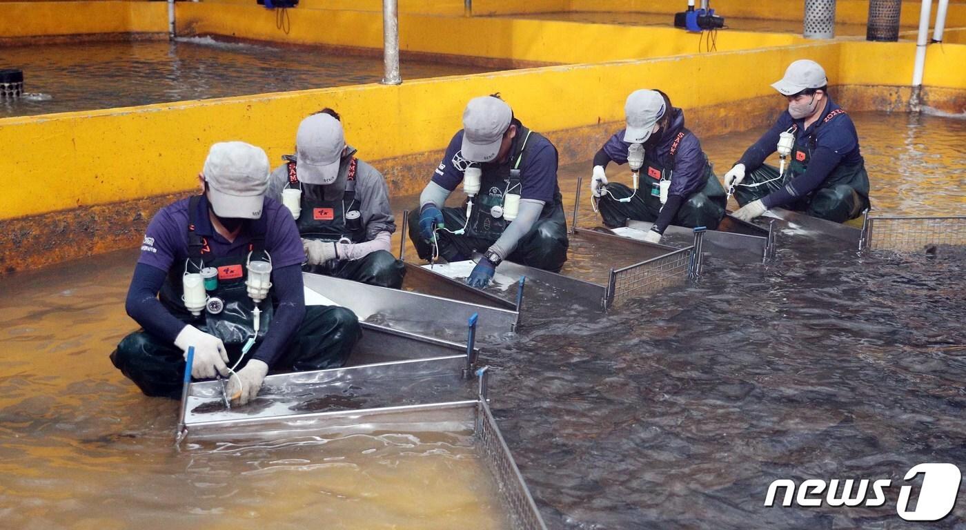 지난해 9월 20일 오전 완도군 군외면 고수온 피해현장인 범흥수산에서 직원들이 질병을 예방하는 차원에서 광어에 면역 증강제 주사를 놓고 있다.&#40;전남도 제공&#41; 2023.9.20/뉴스1