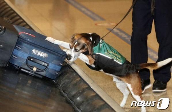 탐지견 활동 당시 블랙이&#40;해마루반려동물의료재단 제공&#41; ⓒ 뉴스1