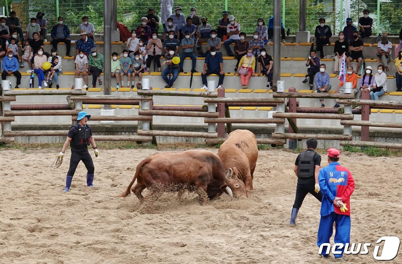  창녕 소힘겨루기 경기장에서 열린 경기 모습.&#40;창녕군 제공&#41;