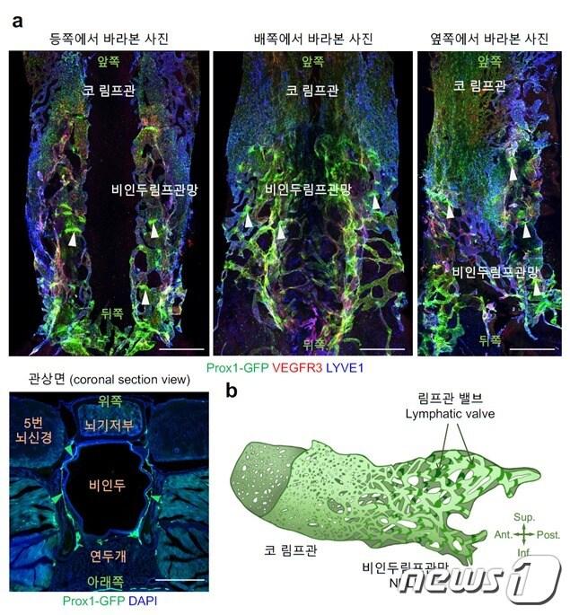 비인두 림프관망의 3차원적 구조. &#40;IBS 제공&#41;/뉴스1