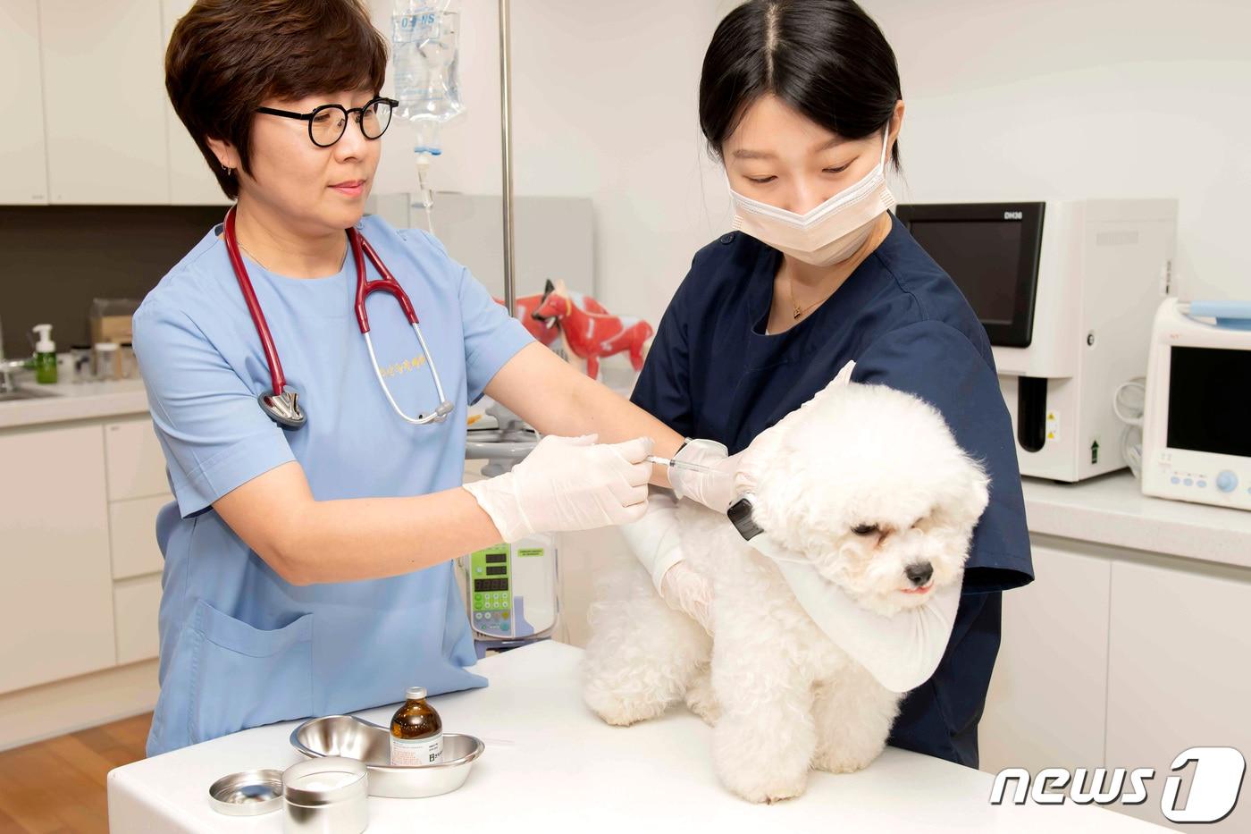 영진전문대 동물보건과가 농림축산식품부 동물보건사 양성기관 평가인증을 획득했다. 사진은 영진전문대 동물보건과 실습 모습. &#40;영진전문대 제공&#41;