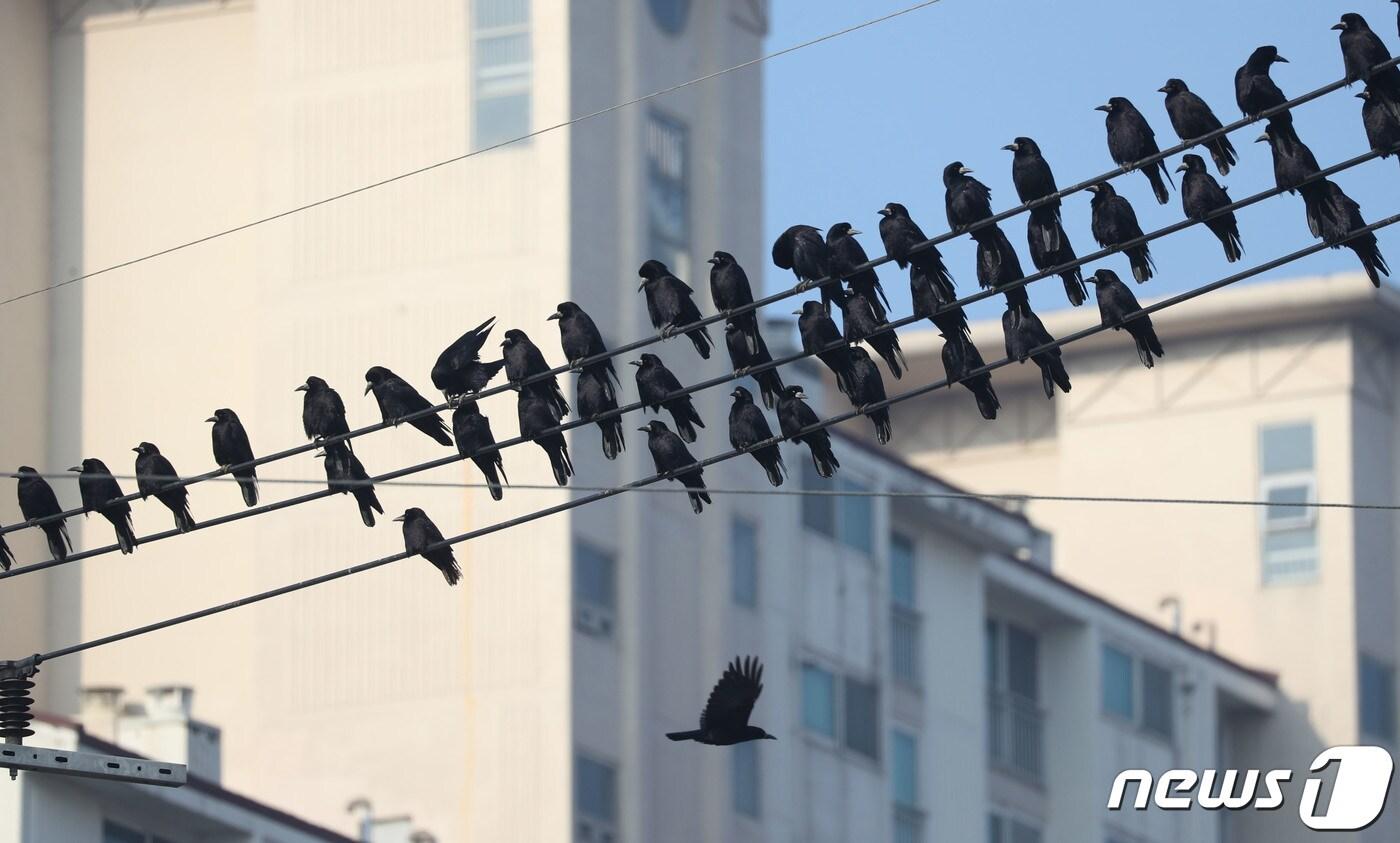 전깃줄에 앉아 있는 떼까마귀들. 뉴스1 ⓒ News1 DB