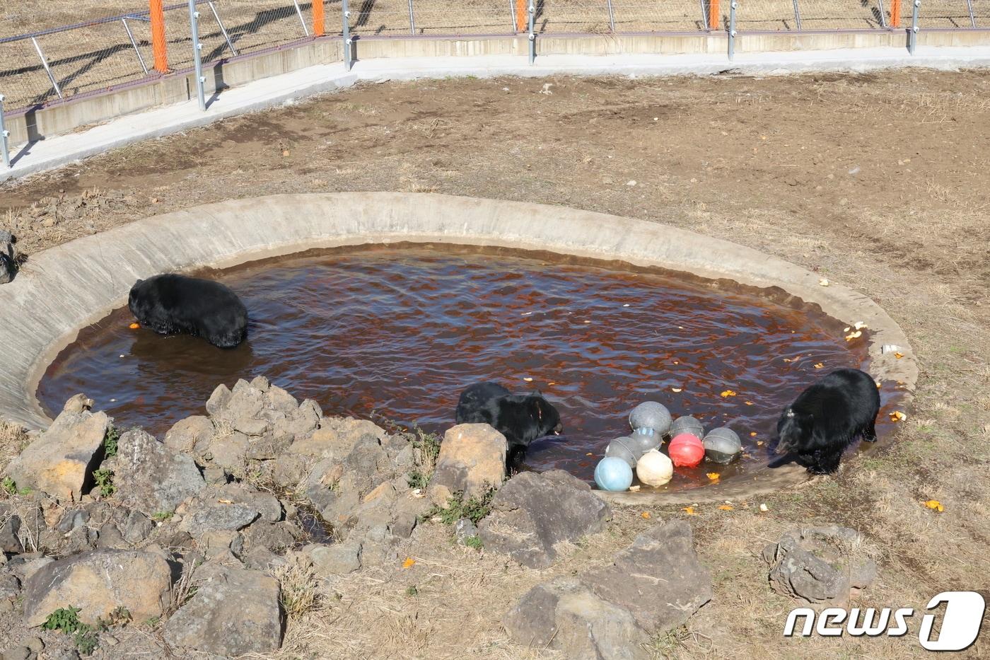 3일 제주도는 이날부터 서귀포시 성산읍 수산리 제주자연생태공원에서 보호하고 있는 국제적 멸종위기종인 반달가슴곰 4마리를 일반에 공개했다.&#40;독자제공&#41;/뉴스1