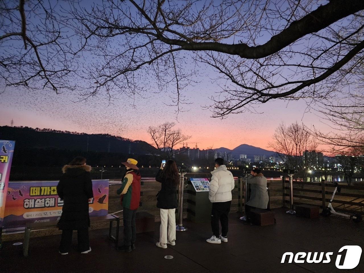 울산시와 태화강생태관광협의회가 지난해 12월 한달간 운영한 태화강 떼까마귀 군무 생태해설장이 성황리 종료됐다고 15일 밝혔다.&#40;울산광역시제공&#41;