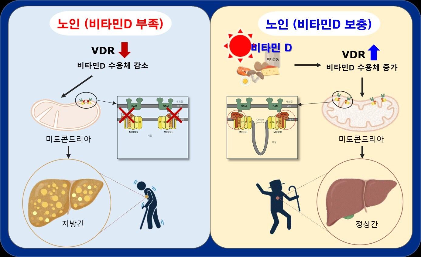 연구결과 모식도. &#40;질병청 제공&#41;