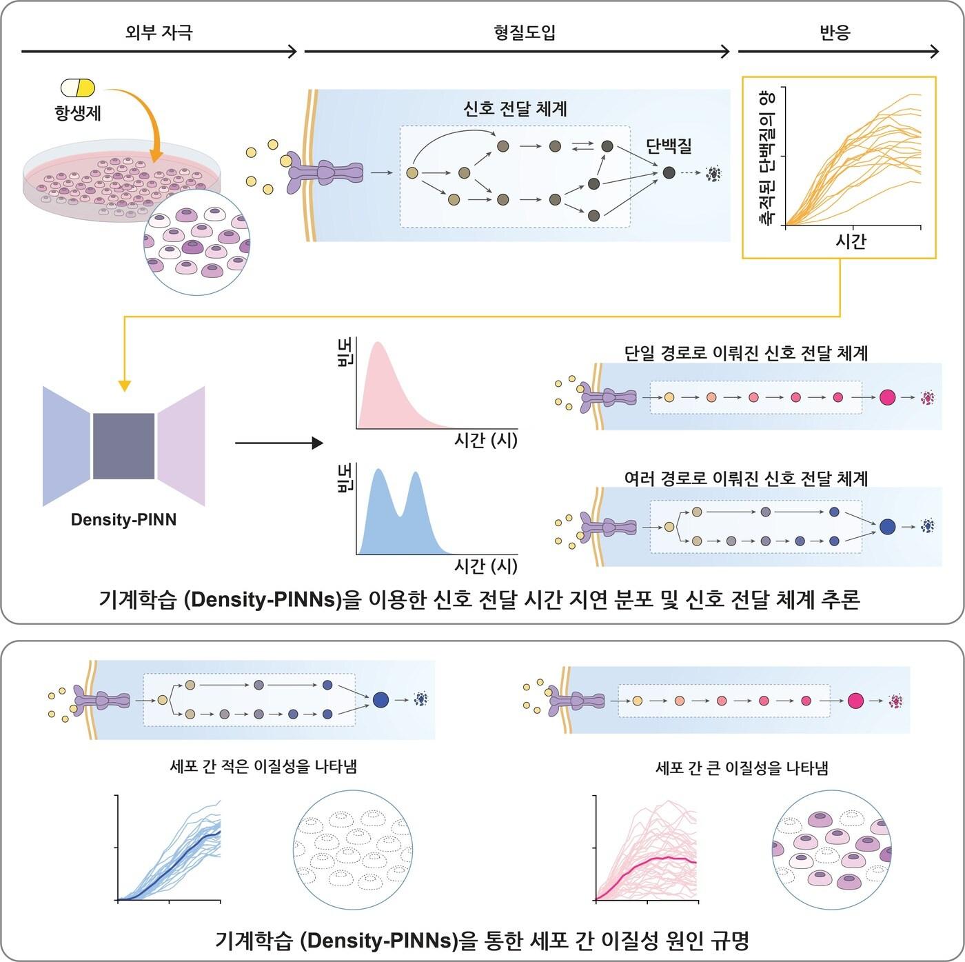 기계학습방법론&#40;Density-PINNs&#41;을 통한 세포 간 이질성 원인 규명. &#40;IBS 제공&#41;/뉴스1