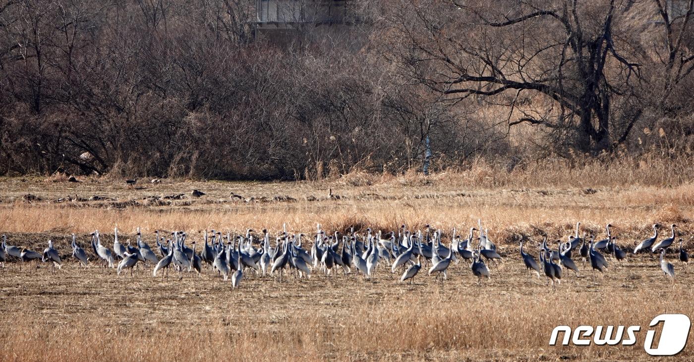 경남 김해시는 천연기념물 제203호 재두루미 150여 마리가 한림면 화포천습지를 찾아왔다고 17일 밝혔다. 사진은 화포천습지를 찾아온 재두루미 모습. &#40;김해시 제공&#41; 2024.1.17/뉴스1