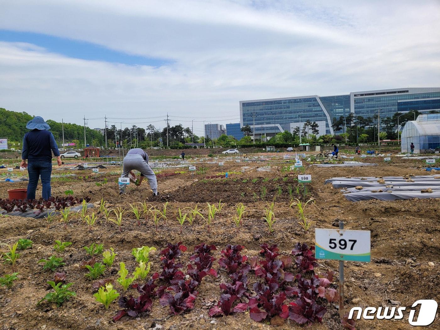 성남시민농원 내 실버 텃밭 자료사진.&#40;성남시 제공&#41;