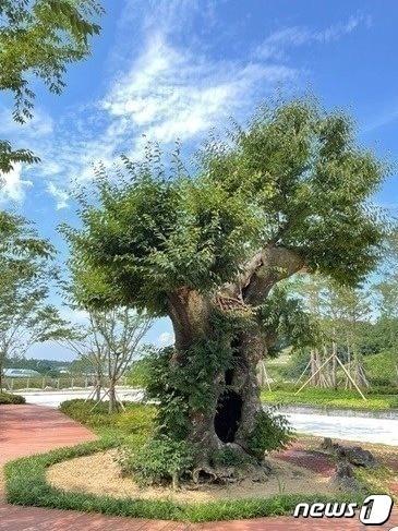 영동군이 구입한 고가의 느티나무./ 뉴스1