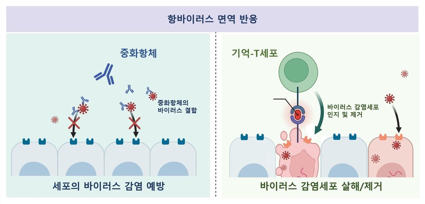 중화항체와 기억-T세포의 항바이러스 면역 기능. &#40;기초연 제공&#41;/뉴스1