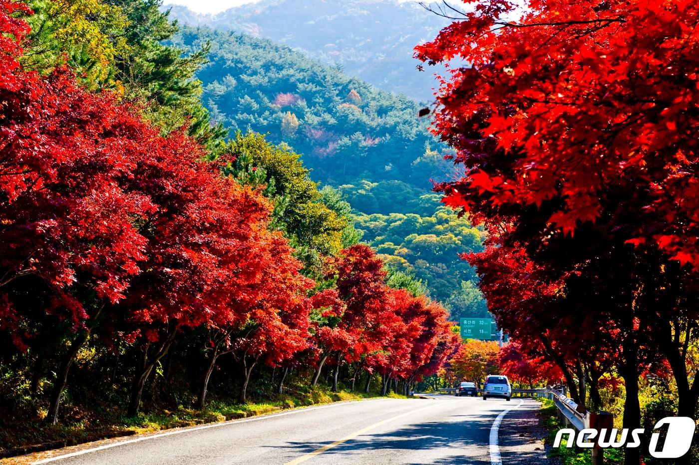 밤머리재 단풍&#40;산청군 제공&#41;.