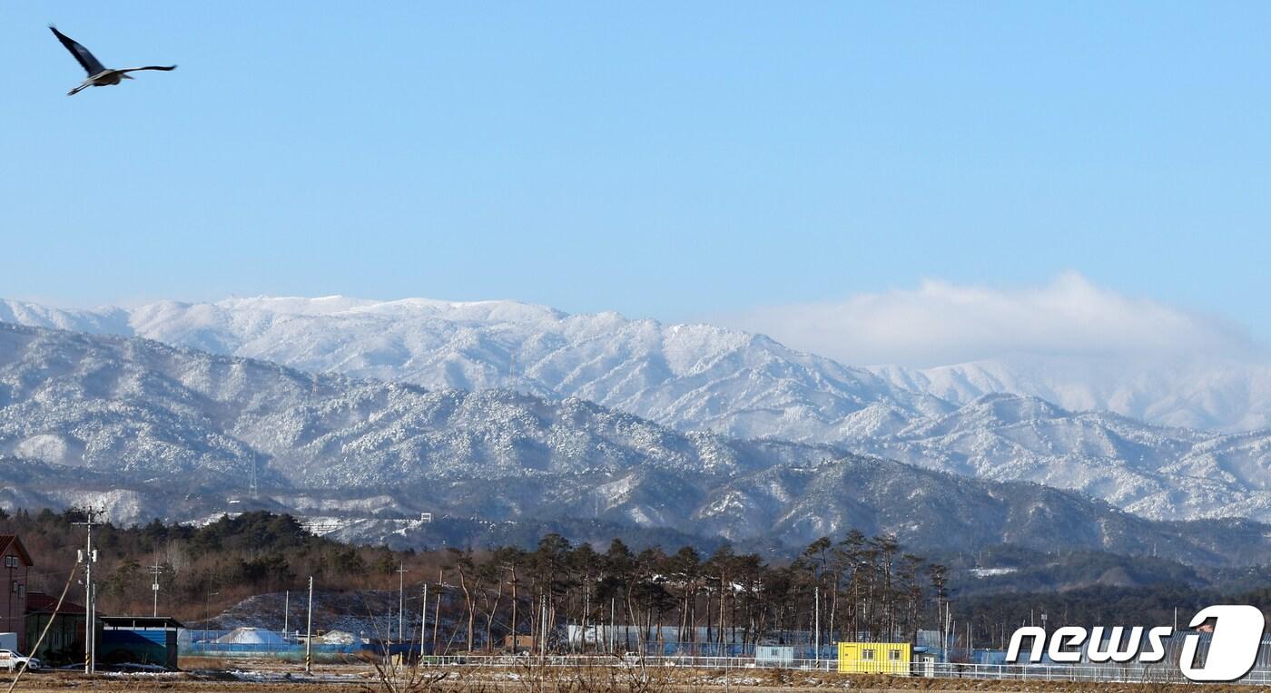 연일 한파가 이어지는 24일 강원도 강릉시 대관령 일대에 눈이 쌓여 멋진 설경을 보이고 있다. 2024.1.24/뉴스1