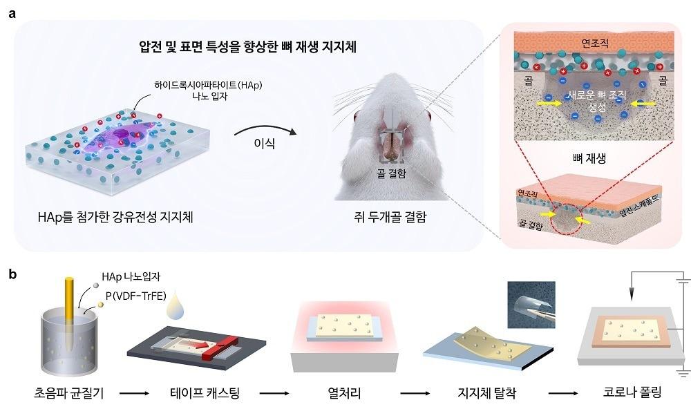 향상된 뼈 재생 메커니즘의 도식적 표현 및 하이드록시아파타이트 융합 P&#40;VDF-TrFE&#41; 지지체의 제조 방법.&#40;KAIST 제공&#41;/뉴스1