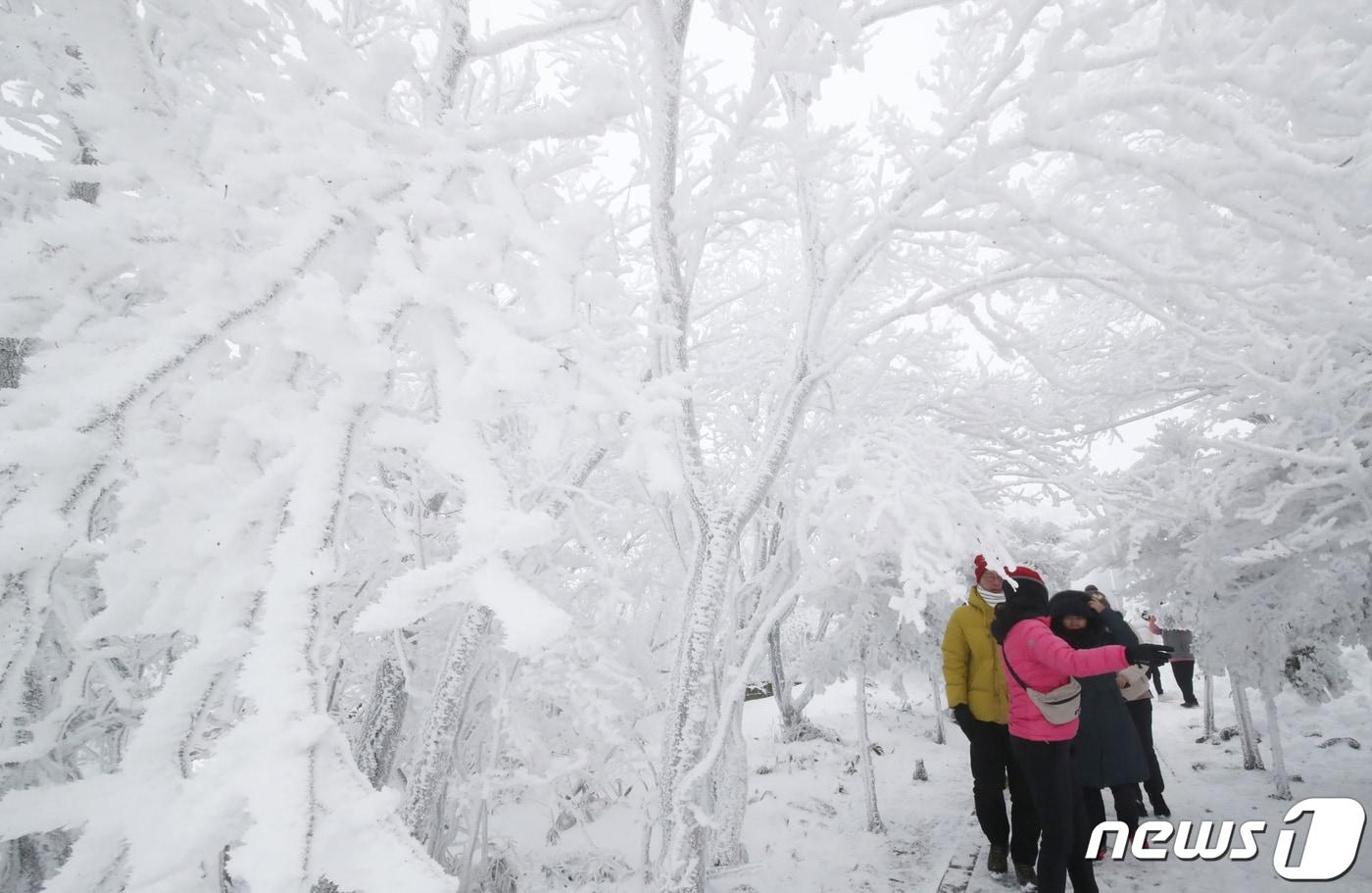 제주 산지에 내려진 대설특보가 해제된 25일 오전 한라산국립공원 1100고지휴게소에서 관광객들이 설경을 감상하고 있다. 2024.1.25/뉴스1 ⓒ News1 오현지 기자