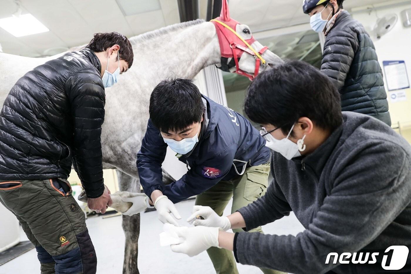  경주마 치료에 힘쓰는 한국마사회 진료부 수의사 모습&#40;한국마사회 제공&#41;