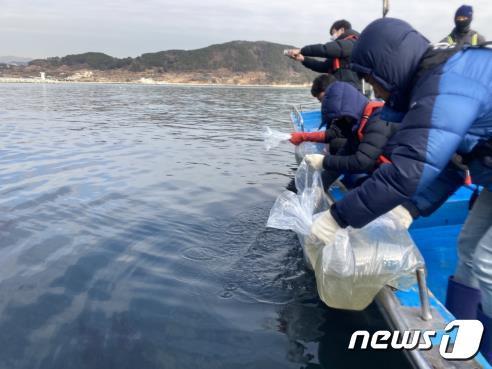 가덕도 해안 대구 종자 방류 현장&#40;부산시청 제공&#41;