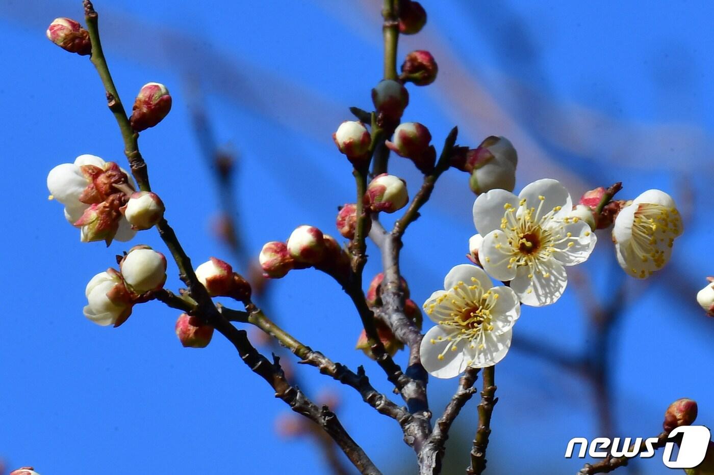 경북 포항시 남구 대잠동 야산에서 봄의 전령사인 매화가 꽃망울 터뜨리고 있다. 2024.1.29/뉴스1 ⓒ News1 최창호 기자