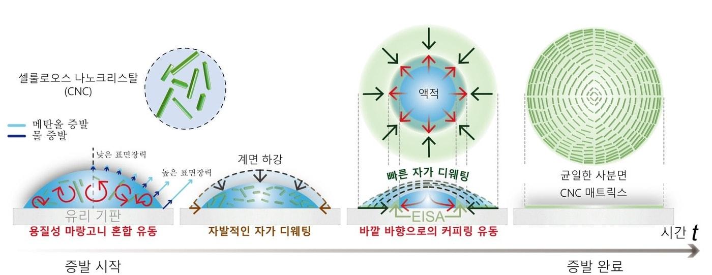 균일 사분면 셀룰로오스 나노크리스탈 매트릭스 형성에 대한 유체역학적 원리. &#40;KAIST 제공&#41;/뉴스1