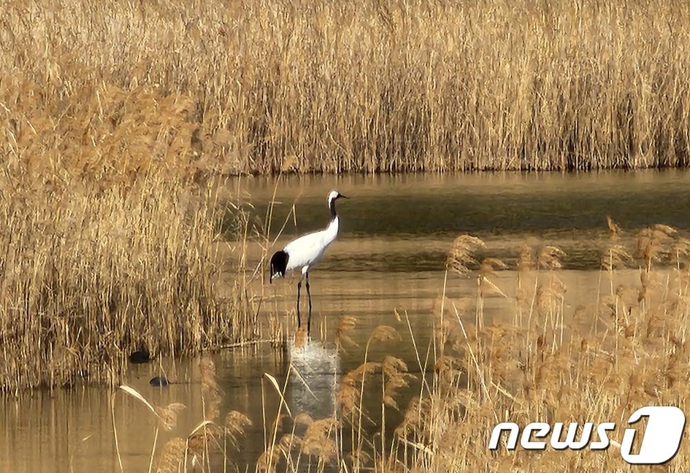 경남 거제시 동부면 산촌습지를 거닐고 있는 두루미.&#40;김영춘 대표 제공&#41;