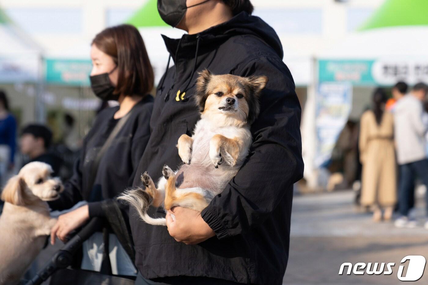 2023년 광주시 반려동물 한마당 자료사진.&#40;광주시 제공&#41;/뉴스1