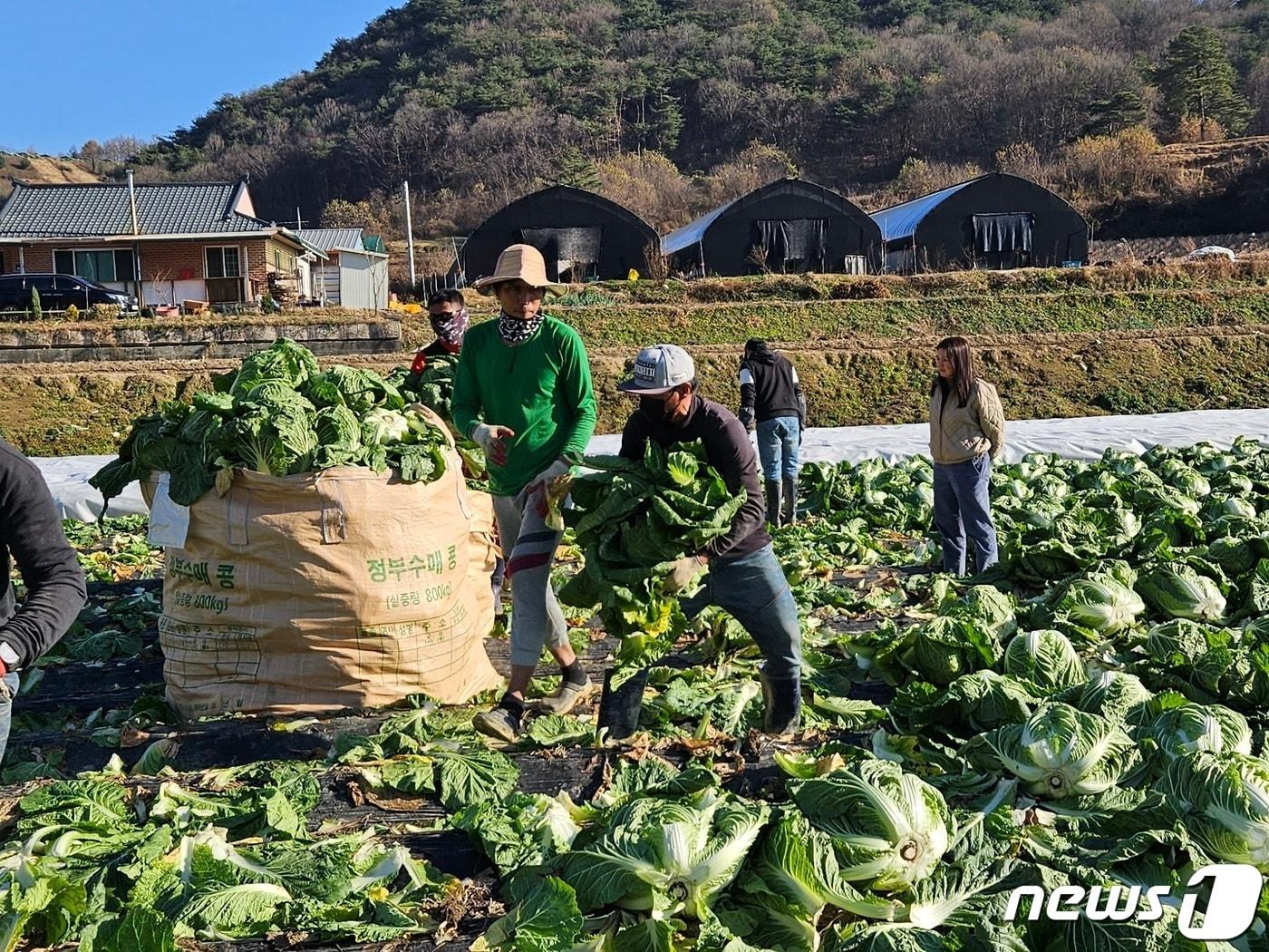 외국인 계절근로자.&#40;괴산군 제공&#41;/뉴스1