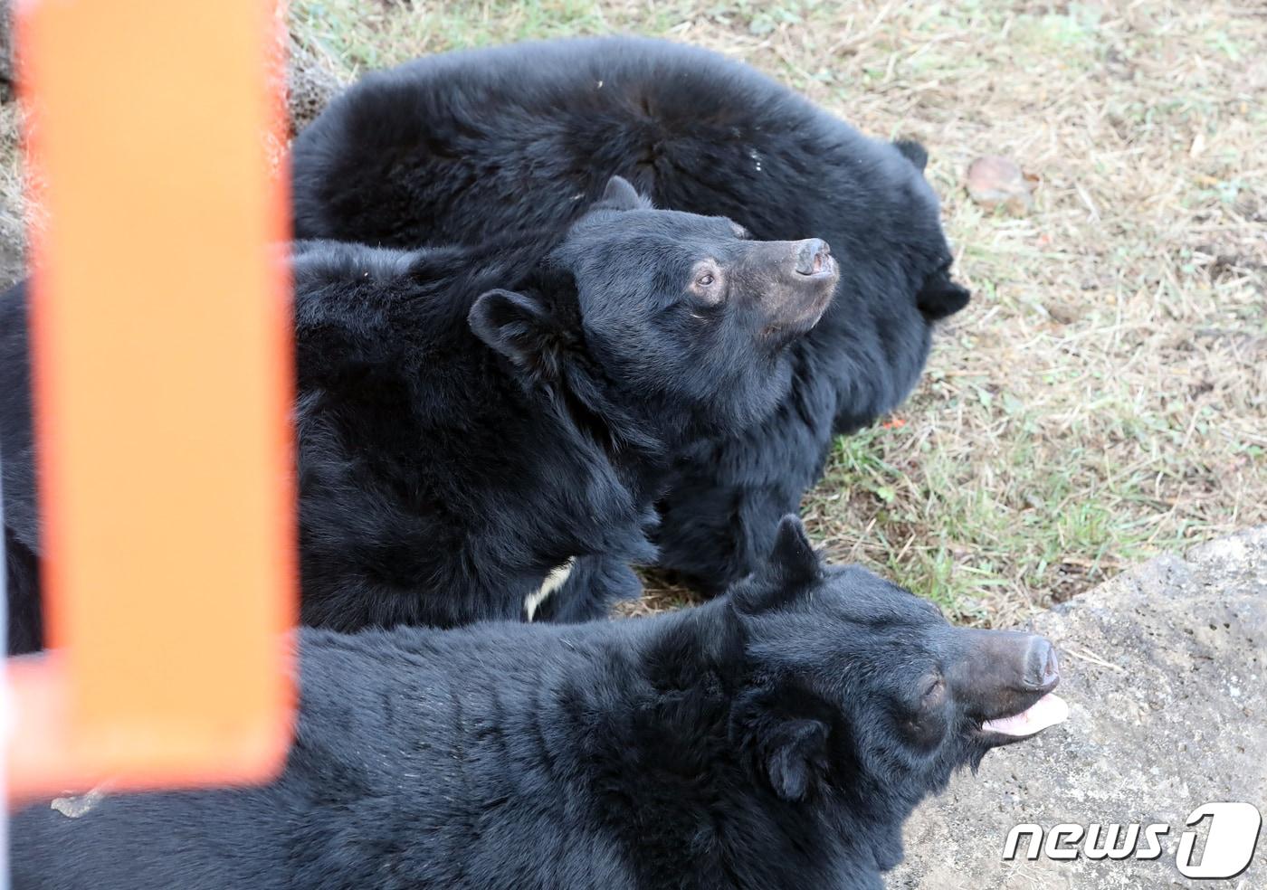 반달가슴곰. 2024.1.5/뉴스1 ⓒ News1 오현지 기자