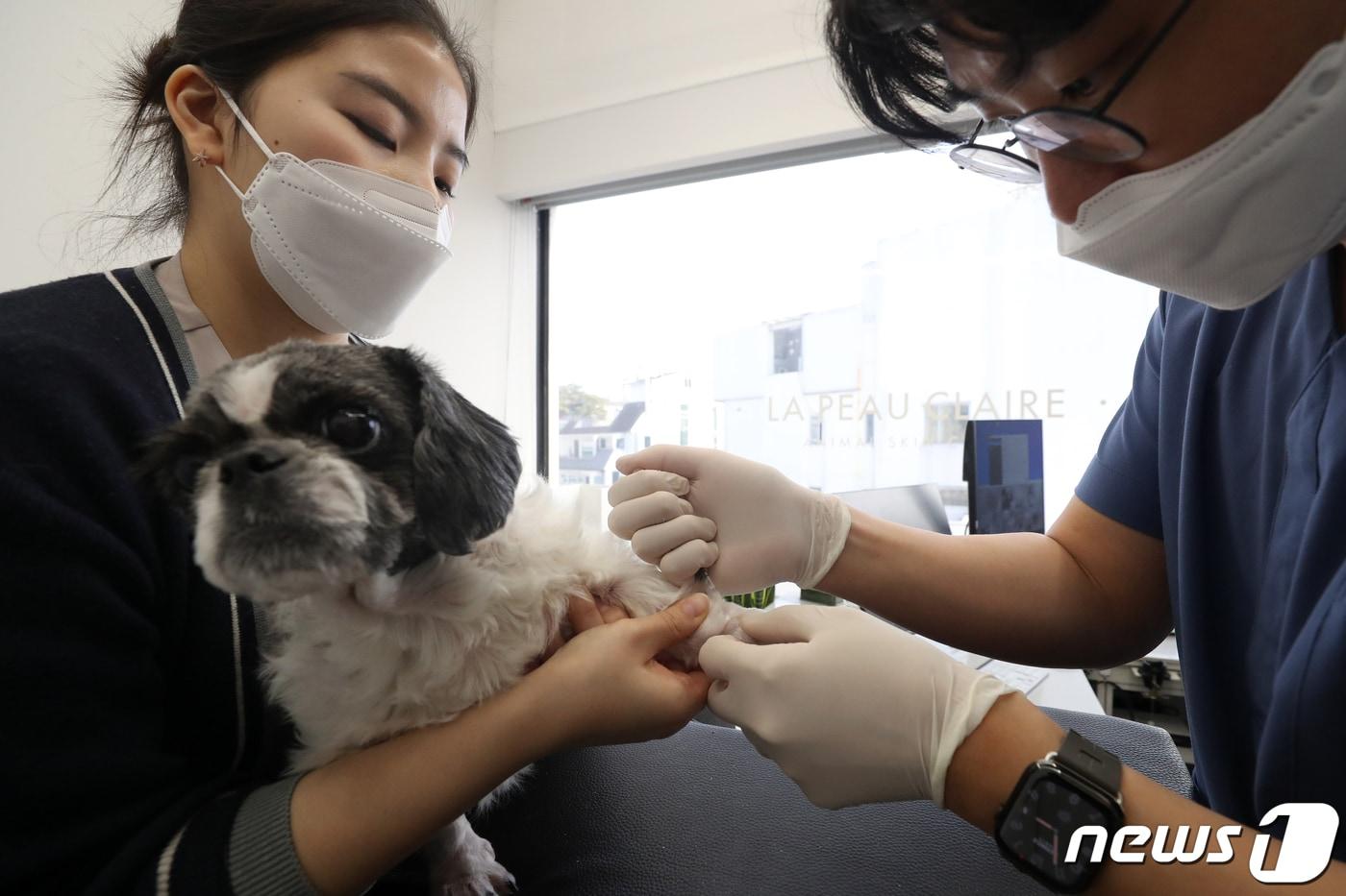 한 동물병원에서 주사치료가 이뤄지는 모습. ⓒ News1 이승배 기자