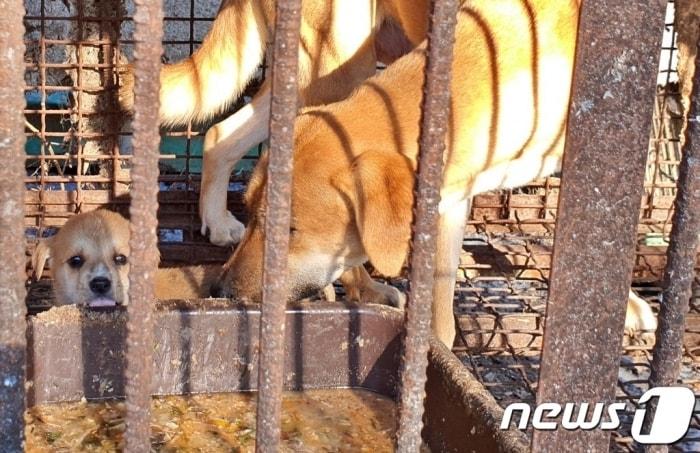 개를 사육하던 농장의 모습 ⓒ 뉴스1 최서윤 기자