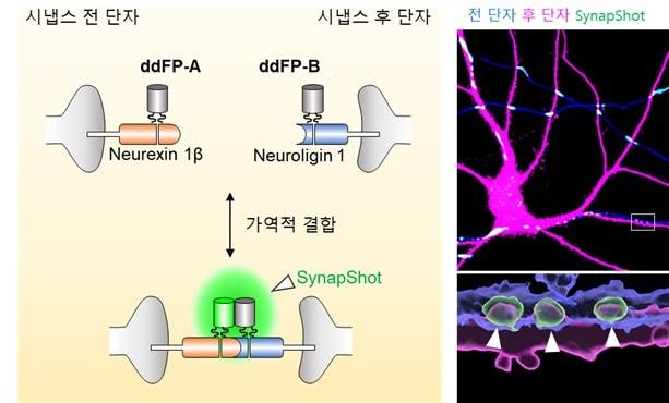 시냅스 관찰 기술인 시냅샷 모식도&#40;왼쪽&#41;와 신경세포에서 관찰된 시냅스의 현미경 사진.&#40;KAIST 제공&#41;/뉴스1