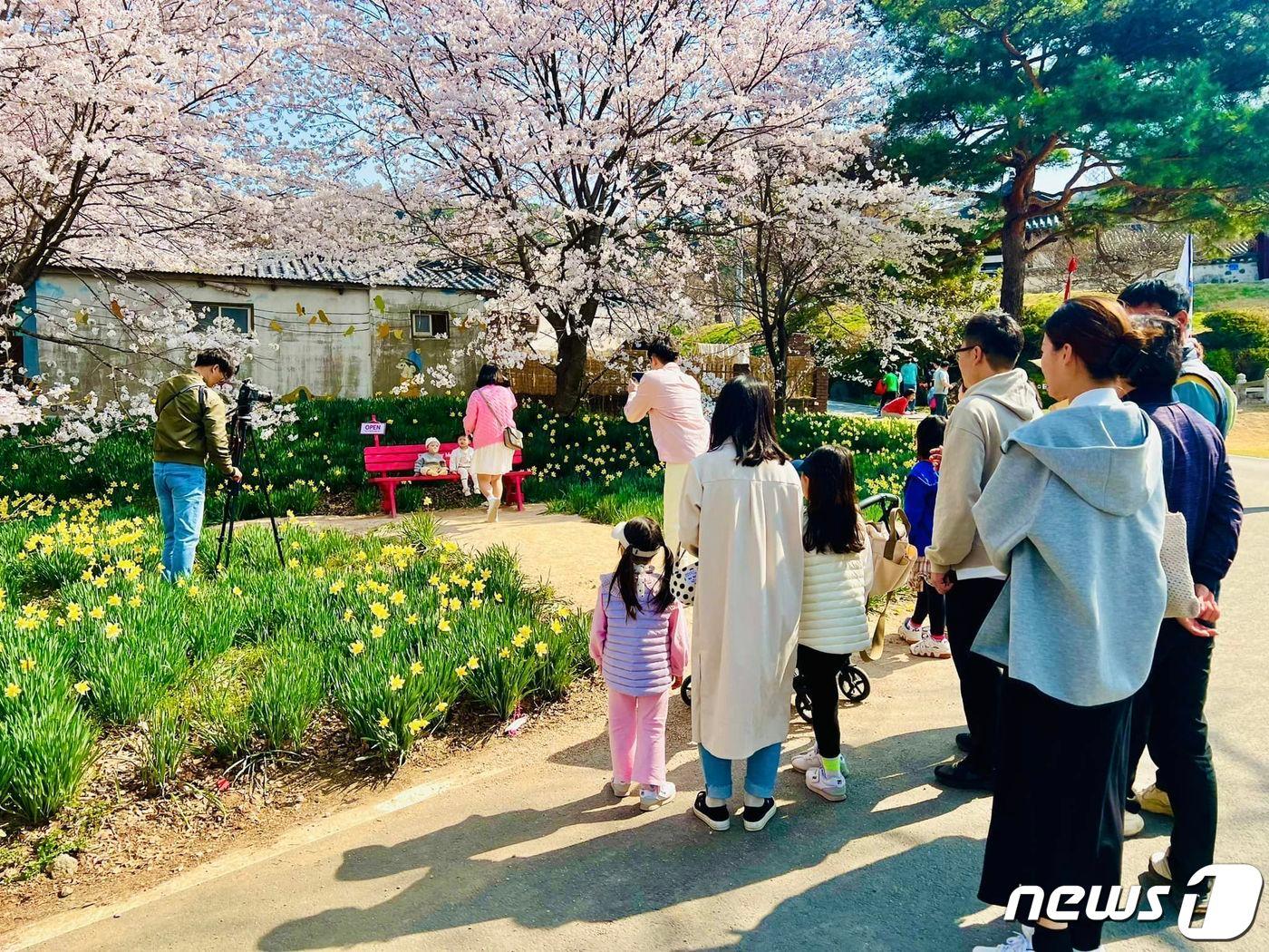 수선화 마을로 유명해진 홍성 거북이마을을 찾은 관광객들.&#40;홍성군 제공&#41;/뉴스1